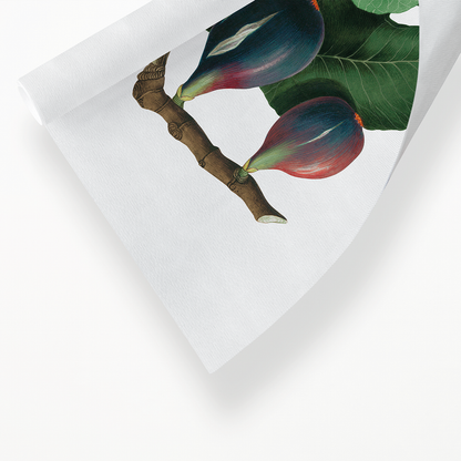 Fig By Giorgio Gallesio - Art Print