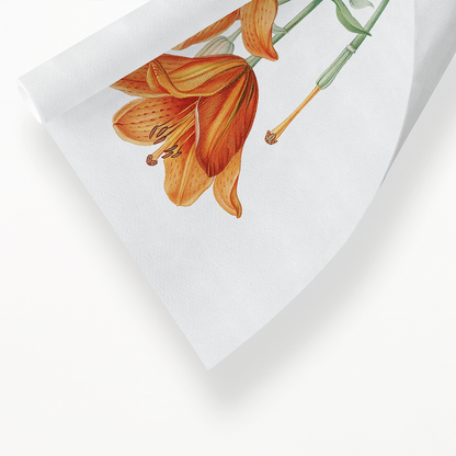 Orange bulbous lily By Pierre-Joseph Redouté - Art Print