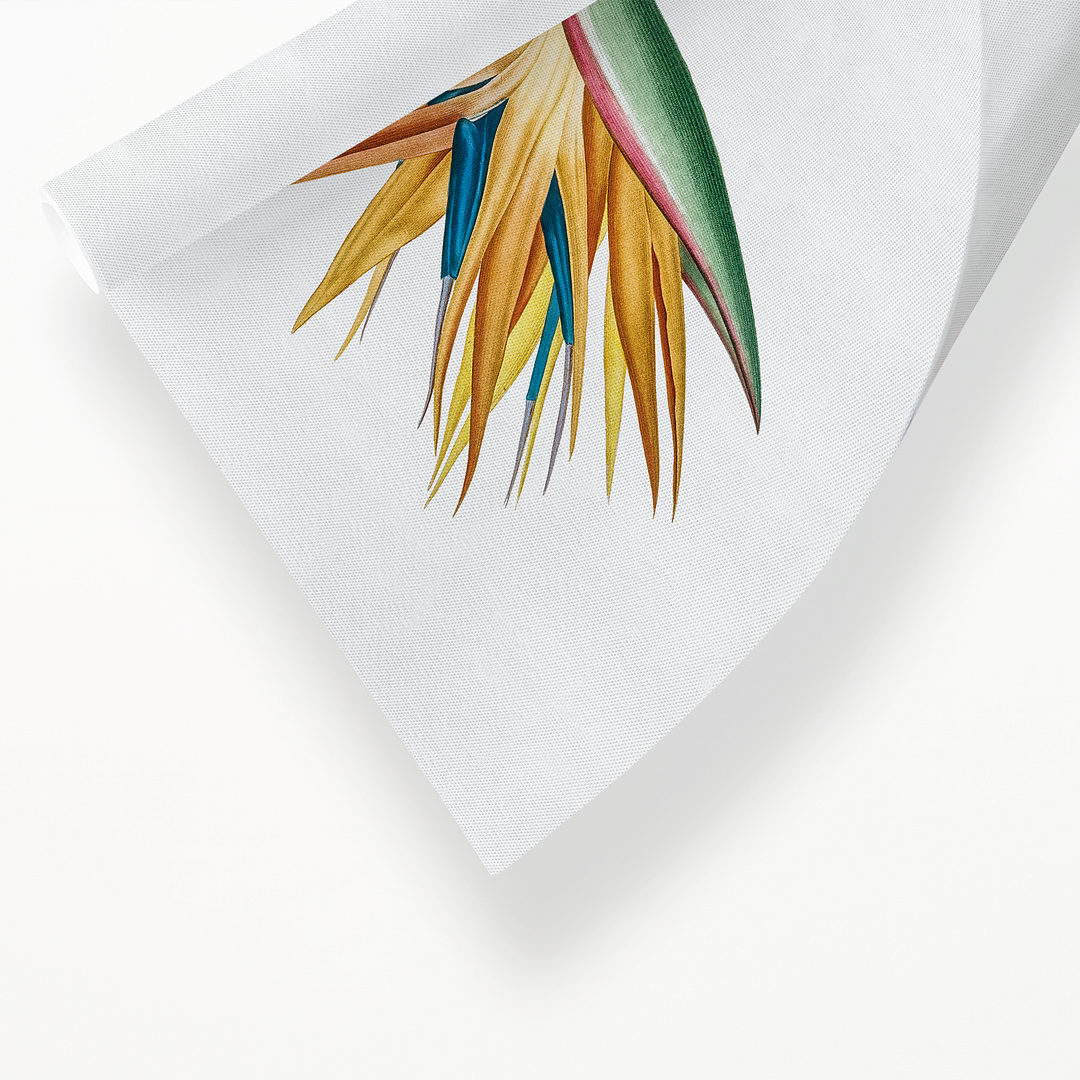 Bird of paradise By Pierre-Joseph Redouté. - Art Print