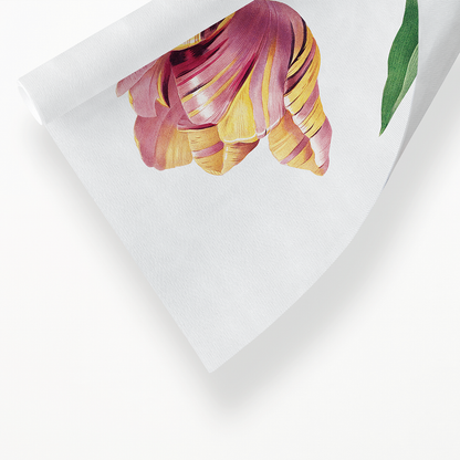 Tulip by Pierre-Joseph Redouté - Art Print