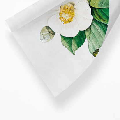 White Japanese camellia By Pierre-Joseph Redouté - Art Print