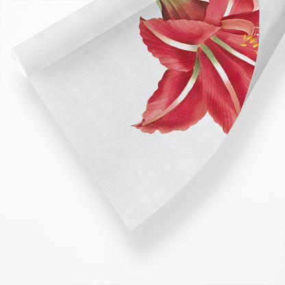 Brazilian Amaryllis By Pierre-Joseph Redouté - Art Print