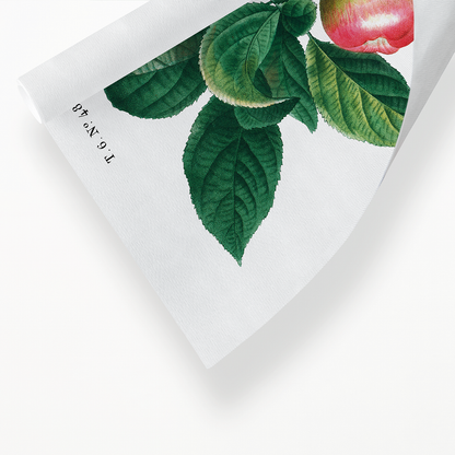 Apple  By Pierre-Joseph Redouté - Art Print