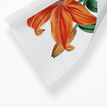 Thunberg's orange lily - Art Print