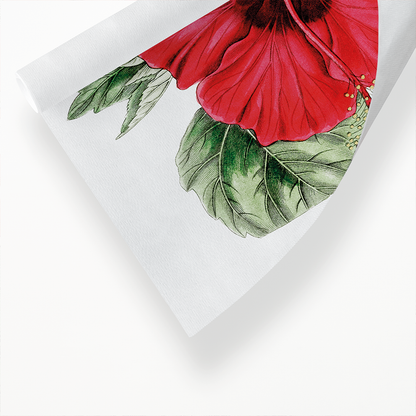 Single-flowered Chinese rose mallow  - Art Print