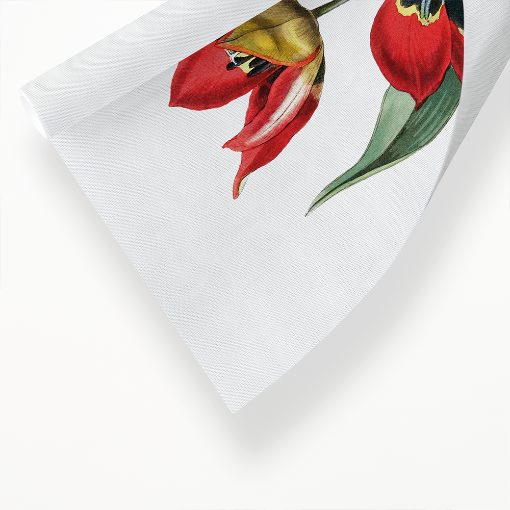 Strong smelling tulip - Art Print