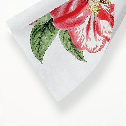 Donckelaer's japan camelia - Art Print