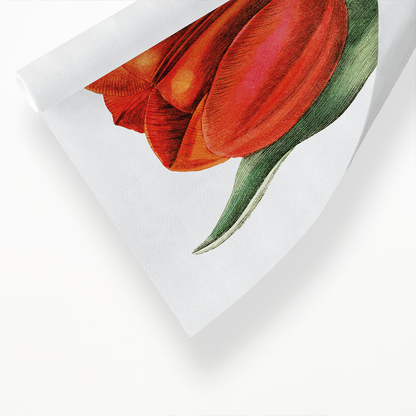 Gesner's tulip - Art Print