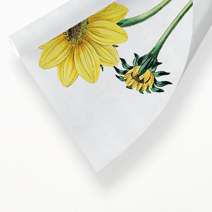 Trumpet stalked sunflower - Art Print