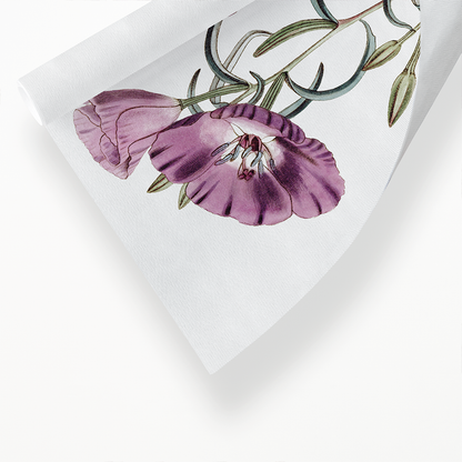 Large Purple Chilian Evening Primrose - Art Print