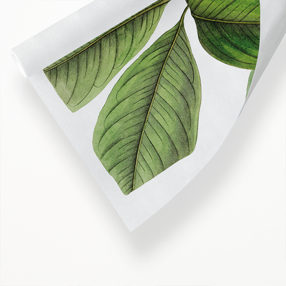 Large-leaved tristania - Art Print