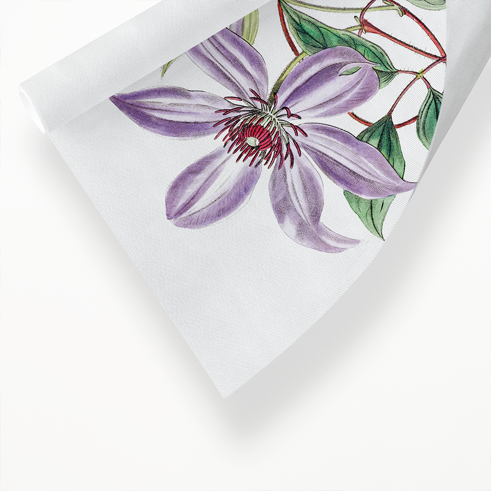 Violet clematis flower - Art Print