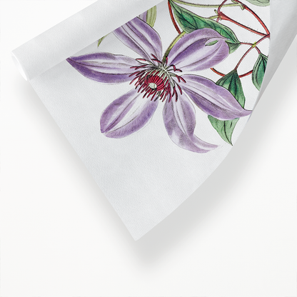 Violet clematis flower - Art Print