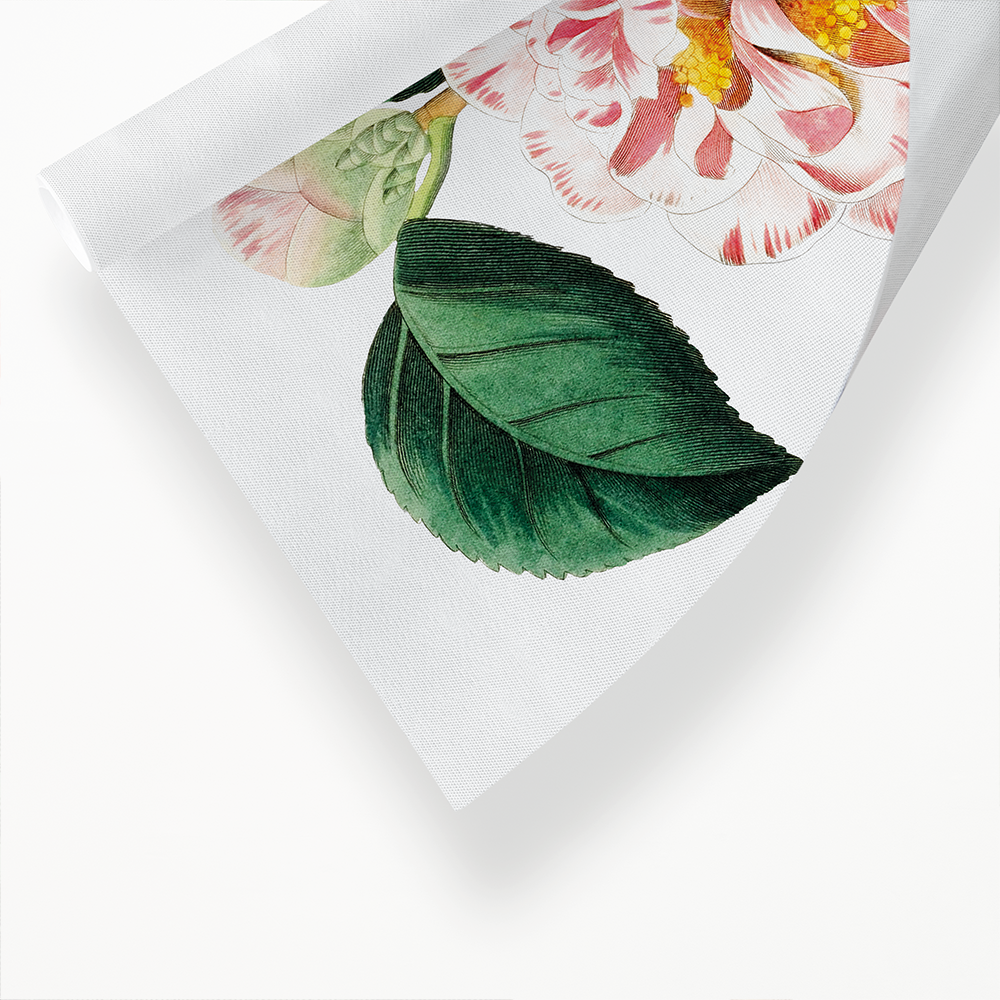 Gray's invincible camellia - Art Print