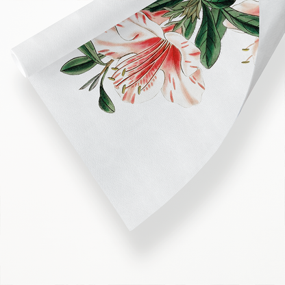 The variegated Chinese azalea - Art Print