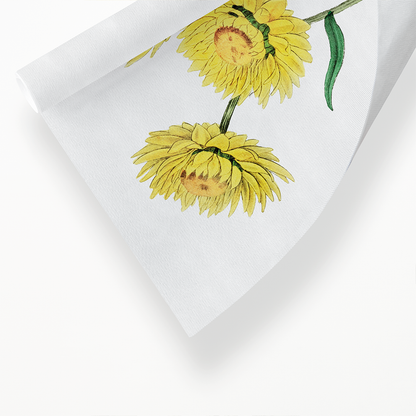 Two-coloured Helichrysum - Art Print