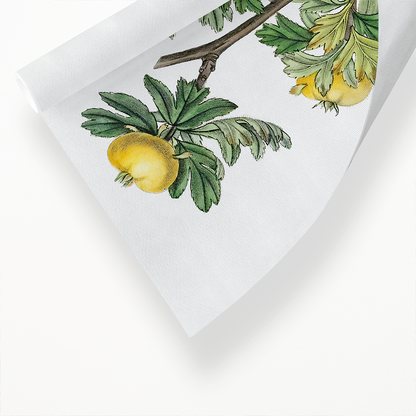 Tansy-leaved hawthorn - Art Print