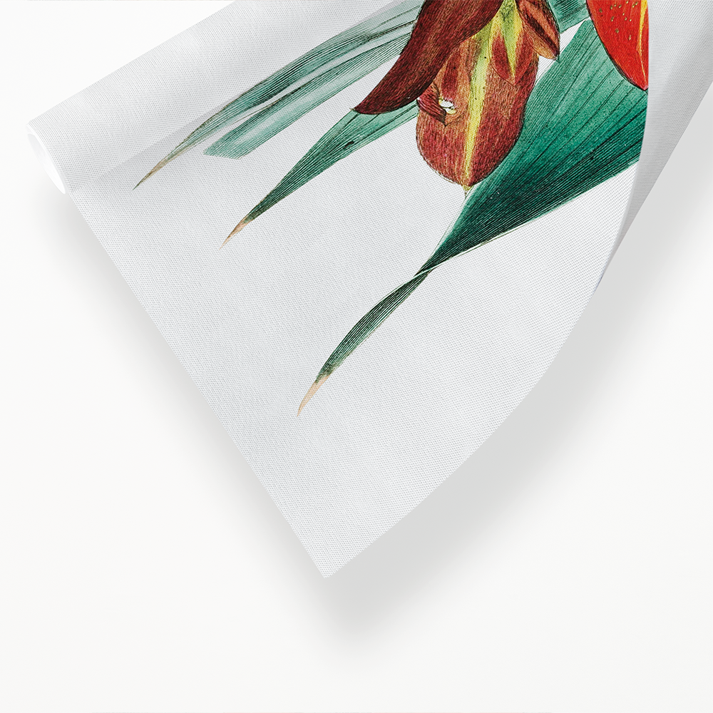 The parrot gladiole - Art Print