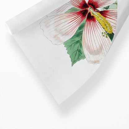 Marsh hibiscus - Art Print