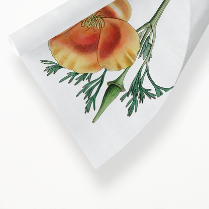 Saffron colored eschscholzia - Art Print