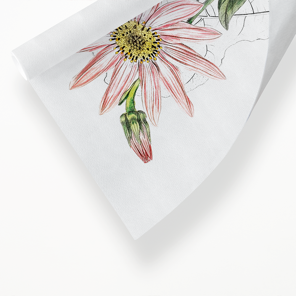 Mr. Dickson's echinacea - Art Print