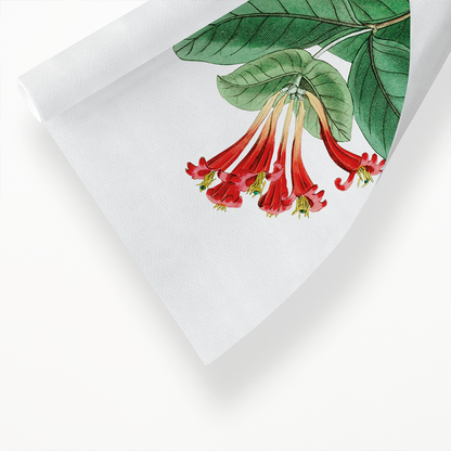 The north-west honeysuckle - Art Print