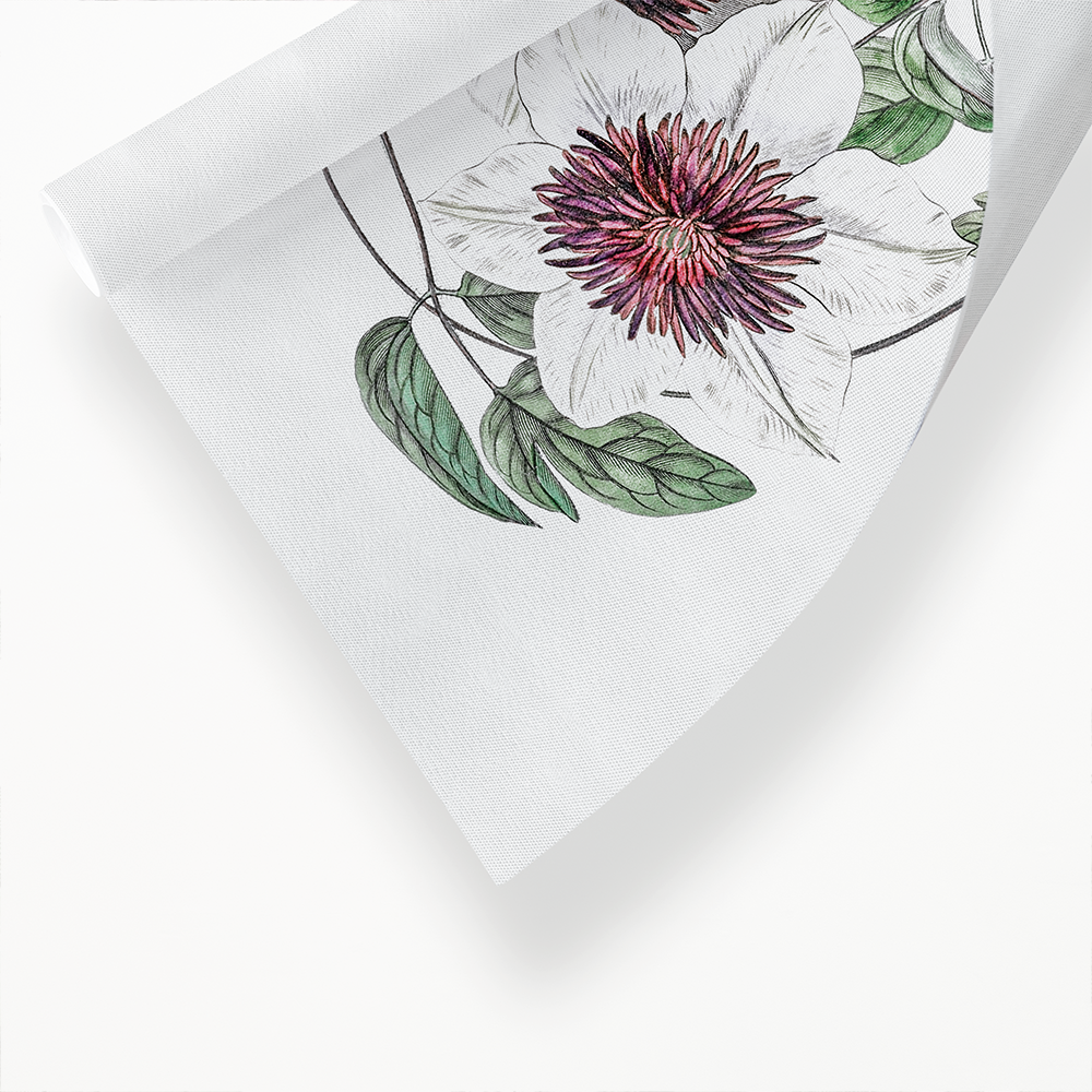 Siebald's clematis - Art Print