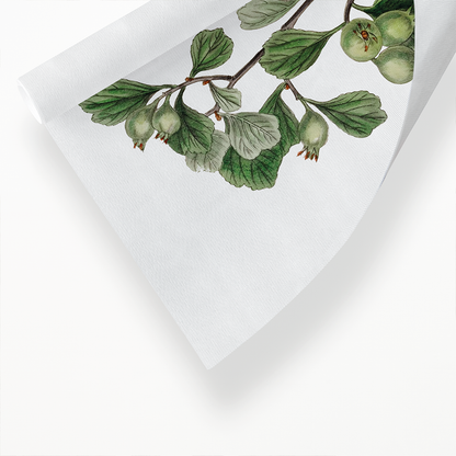 Spathula-leaved thorn - Art Print