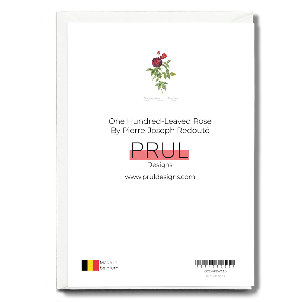 One Hundred-Leaved Rose By Pierre-Joseph Redouté - Wenskaart