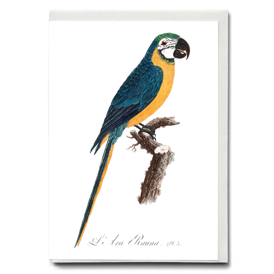 Blue-and-Yellow Macaw, Ara ararauna - Wenskaart