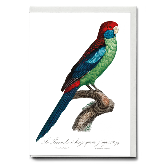 Broad-Tailed Parrot - Wenskaart