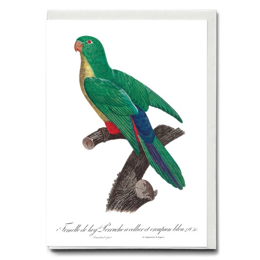 Crossbreed between rose-ringed parakeet and blue-rumped parrot, female - Wenskaart