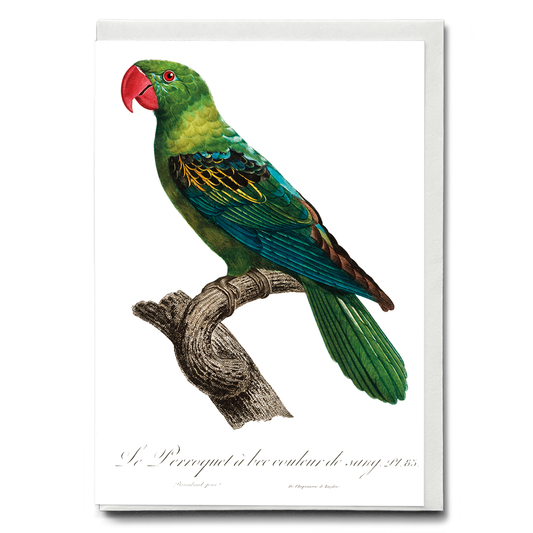 Great-Billed Parrot, Tanygnathus megalorynchos  - Wenskaart