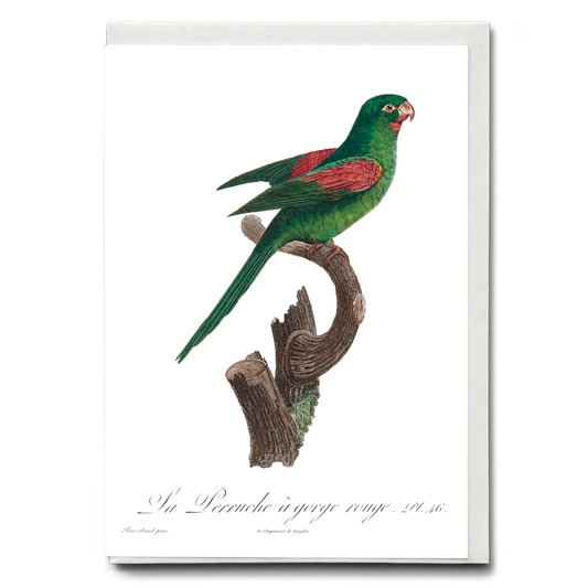 he Red-Throated Parakeet, Psittacara rubritorquis - Wenskaart