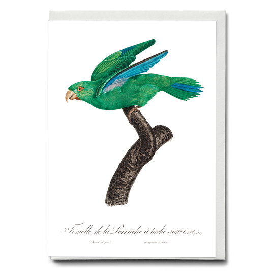 Marigold Parakeet, Female  - Wenskaart