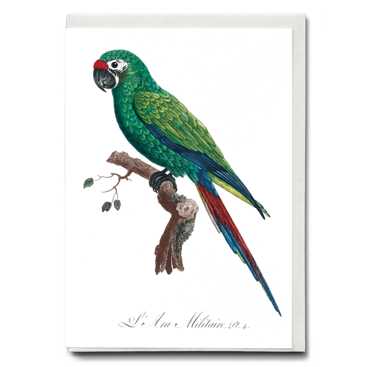 Military Macaw, Ara militaris  - Wenskaart