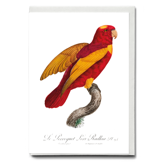 Red-and-Gold Lory, Lorius rex  - Wenskaart