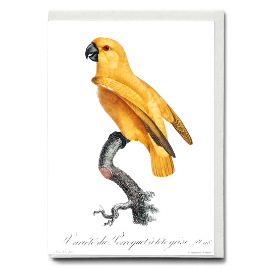 Senegal Parrot II - Wenskaart