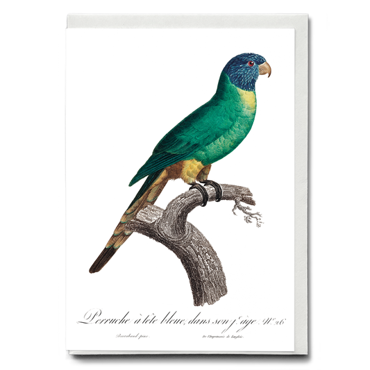 The Blue-Crowned Parakeet, Thectocercus acuticaudatus  - Wenskaart