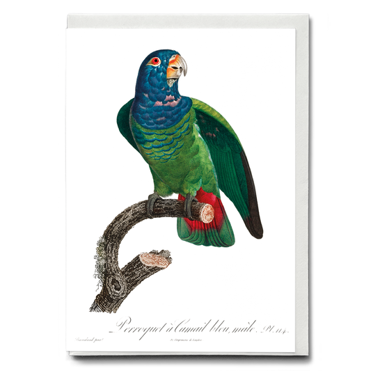 The Blue-Headed Parrot, Pionus menstruus  - Wenskaart