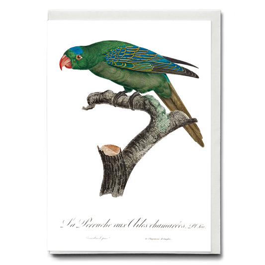 The Blue-Naped Parrot, Tanygnathus lucionensis  - Wenskaart
