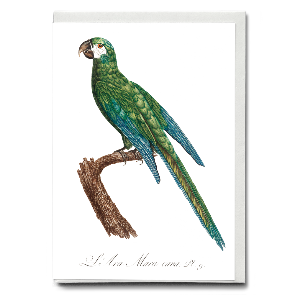 The Blue-Winged Macaw, Primolius maracana II - Wenskaart