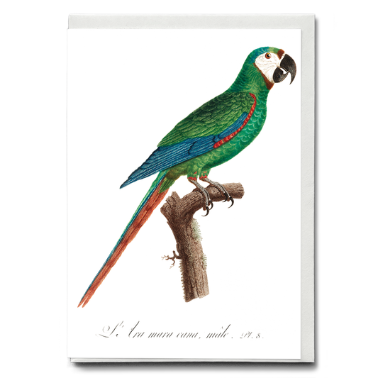 The Blue-Winged Macaw, Primolius maracana III - Wenskaart