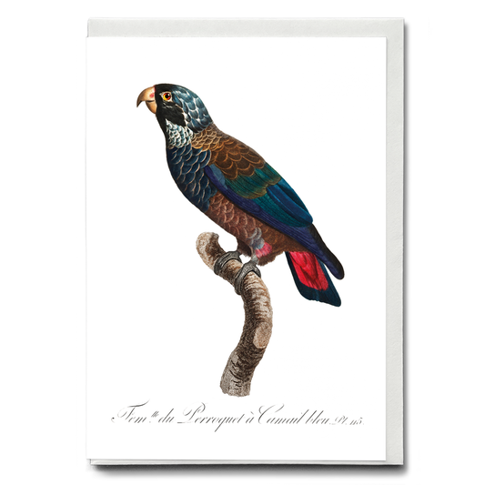 The Bronze-Winged Parrot, Pionus chalcopterus  - Wenskaart