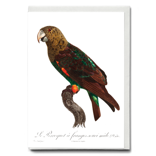 The Brown-Necked Parrot, Poicephalus fuscicollis from Natural History of Parrots - Wenskaart
