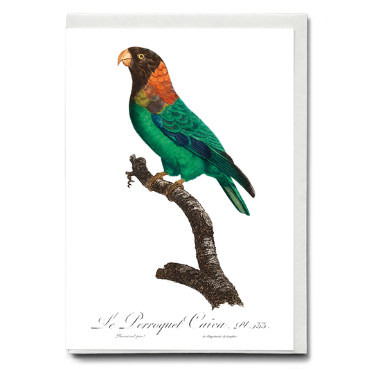 The Caica Parrot, Pyrilia caica  - Wenskaart