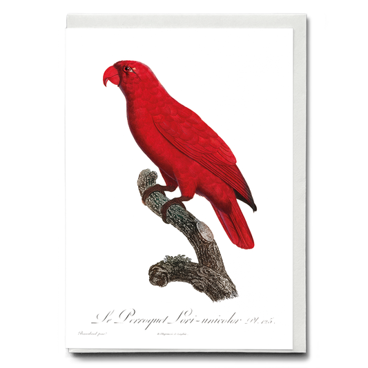 The Cardinal Lory, Chalcopsitta cardinalis  - Wenskaart