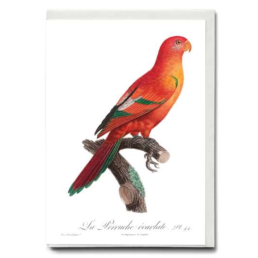The Crimson Shining Parrot, Prosopeia splendens  - Wenskaart