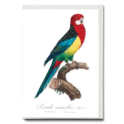 The Eastern Rosella, Platycercus eximius I - Wenskaart