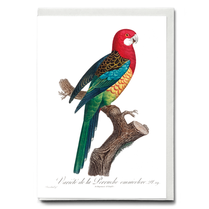 The Eastern Rosella, Platycercus eximius II - Wenskaart